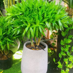 Cây Trúc Bách Hợp