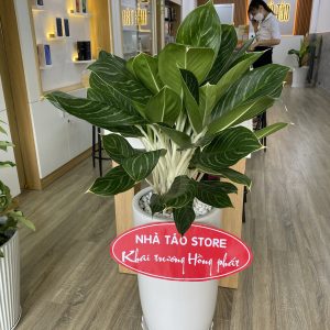 Cây Bạch Mã Hoàng Tử