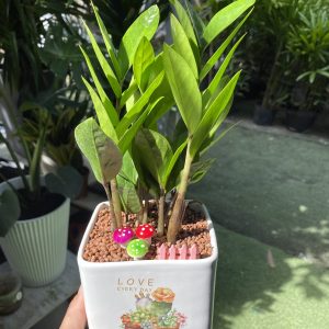 Cây Kim Tiền Để Bàn
