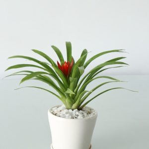 Cây dứa cảnh nến