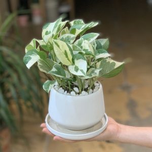 Trầu Bà Cẩm Thạch