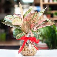 Cây Thịnh Vượng Thủy Sinh