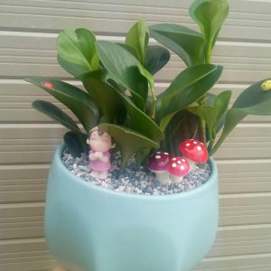 Cây trường sinh