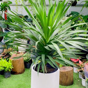 Cây Phát Tài Núi 1 Ngọn
