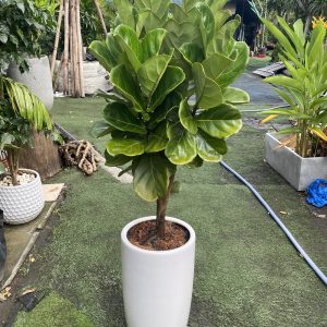 Cây bàng Singapore 3 Ngọn