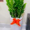 CÂY KIM TIỀN - KT 02