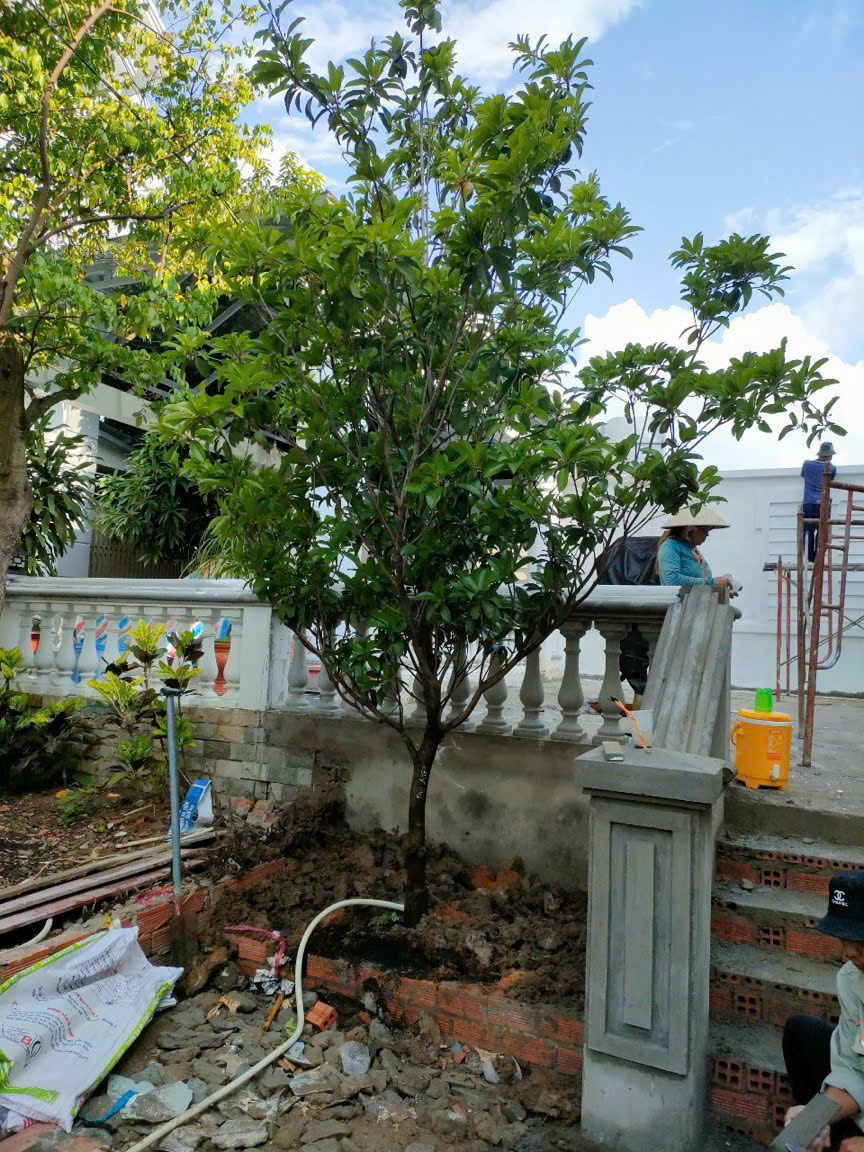 Cây bóng mát cho biệt thự sân vườn tại HCM