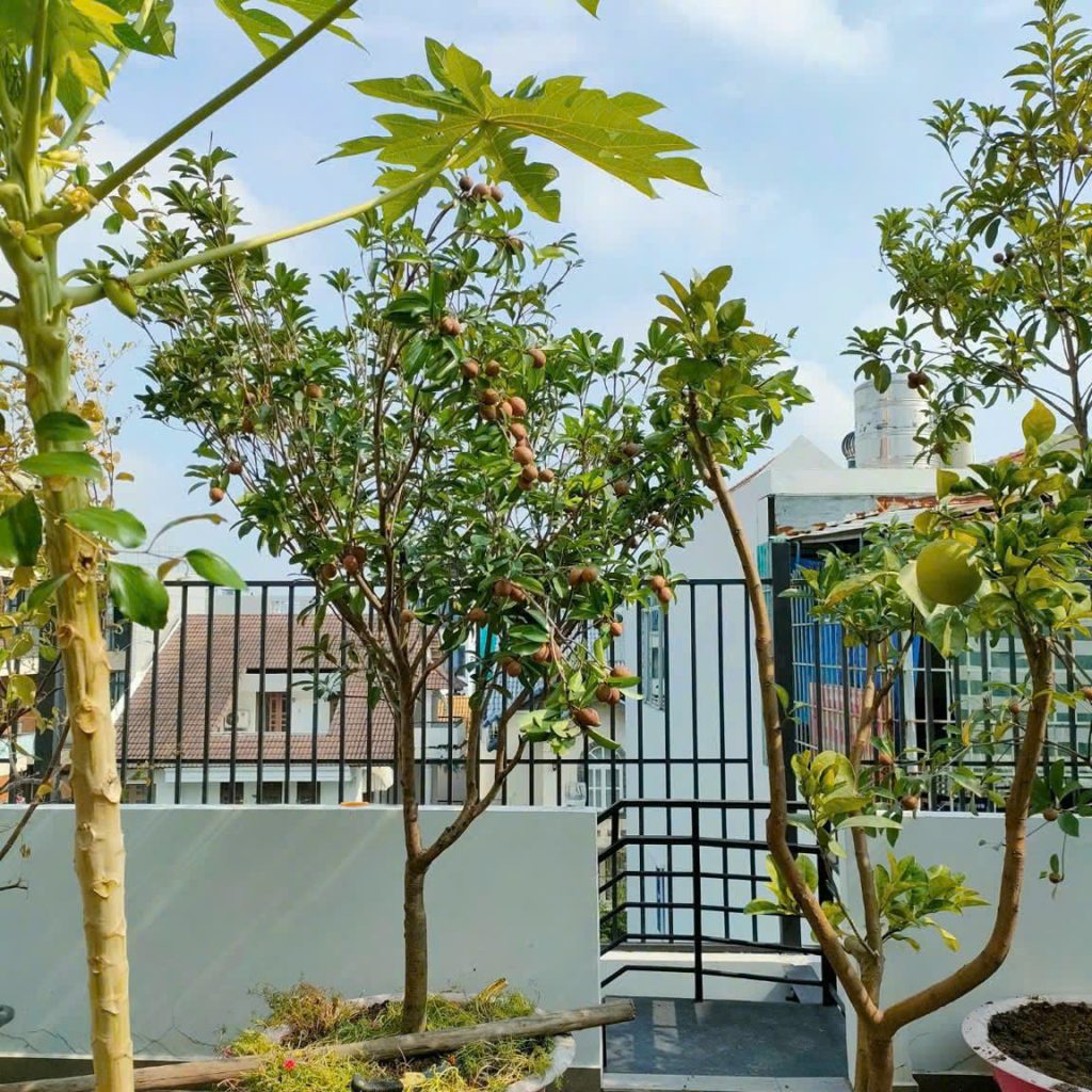 Cây bóng mát cho biệt thự sân vườn tại HCM