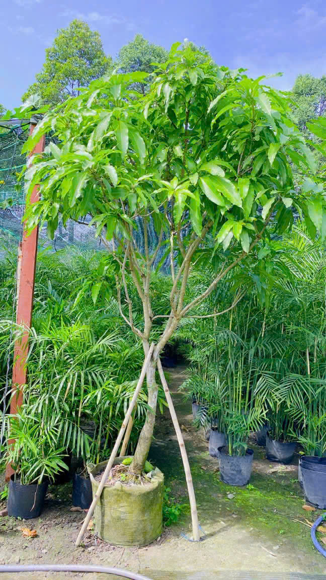 Cây xoài trong sân vườn tại Sài Gòn