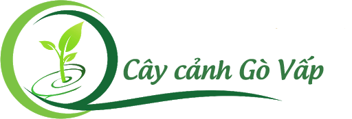 CÂY CẢNH GÒ VẤP